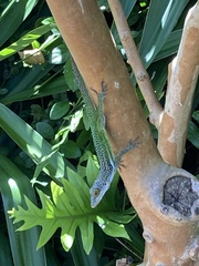 Anolis leachii
