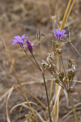 Brodiaea kinkiensis
