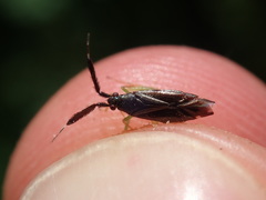 Heterotoma planicornis