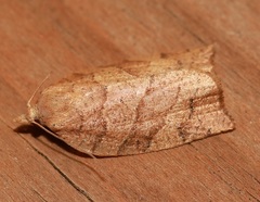 Pandemis lamprosana