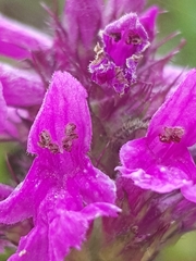 Betonica officinalis