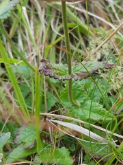 Betonica officinalis