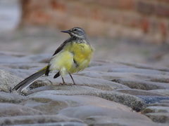 Motacilla cinerea