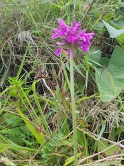 Betonica officinalis