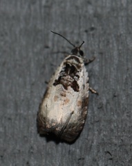 Olethreutes malana