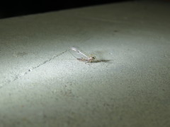 Stenacron interpunctatum interpunctatum