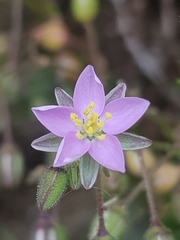 Spergularia rupicola