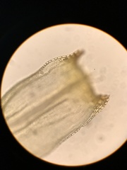 Racomitrium ericoides