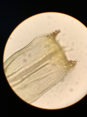 Racomitrium ericoides