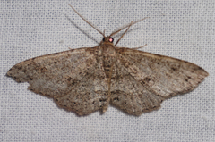 Melanolophiini
