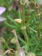 Spergularia rupicola