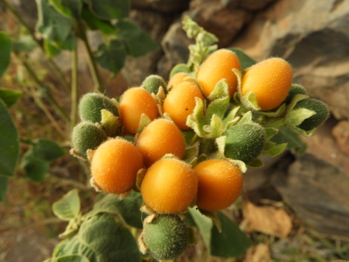 Solanum abutiloides image