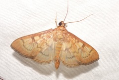 Psara dryalis