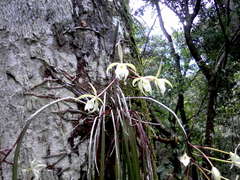 Brassavola martiana