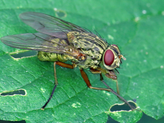 Phaonia valida