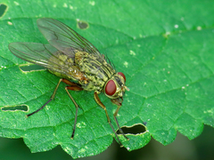 Phaonia valida