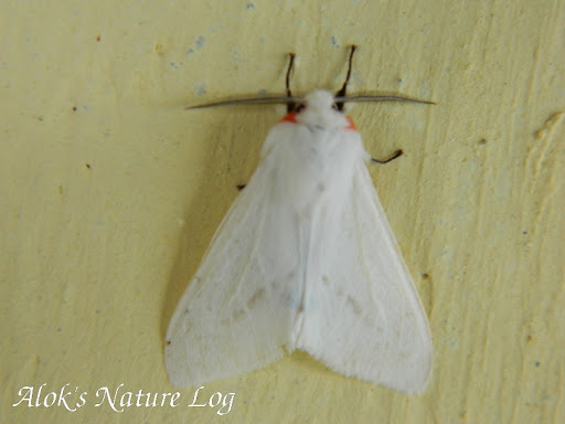 Lemyra rhodophila