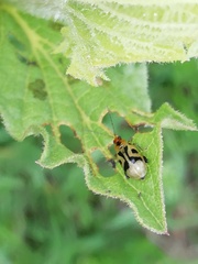 Systena nigroplagiata