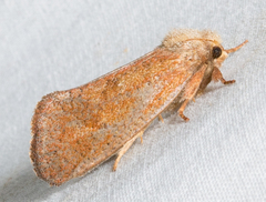 Acrolophus plumifrontella