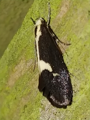 Polix coloradella