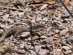 Aspidoscelis exsanguis