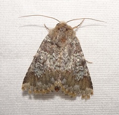 Hemibryomima chryselectra