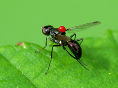 Sepsis fulgens