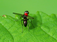 Sepsis fulgens