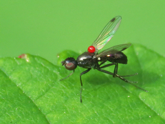 Sepsis fulgens