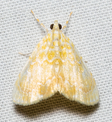 Glaphyria glaphyralis