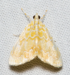 Glaphyria glaphyralis