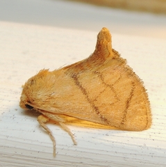 Apoda y-inversa