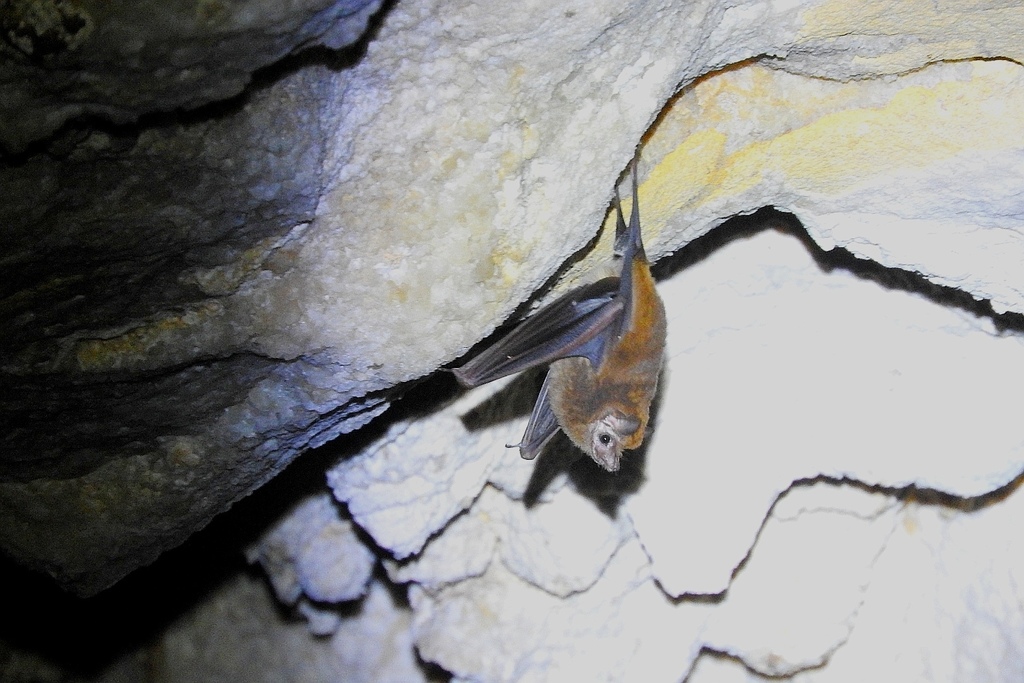 Lesser Dog-like Bat (Peropteryx macrotis)