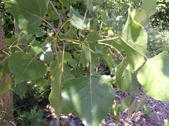 Populus deltoides deltoides