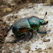 Japanese Earth-boring Dung Beetle - Photo (c) meuhmo, some rights reserved (CC BY-NC), uploaded by meuhmo