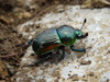 Japanese Earth-boring Dung Beetle - Photo (c) meuhmo, some rights reserved (CC BY-NC), uploaded by meuhmo