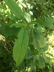 Lonicera involucrata