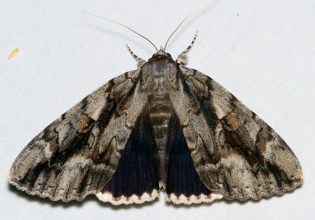Mourning Underwing