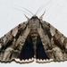 Mourning Underwing - Photo (c) Stott Noble, some rights reserved (CC BY-NC), uploaded by Stott Noble