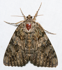 Catocala umbrosa