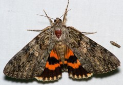 Catocala umbrosa