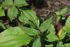 Argia tibialis