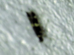 Oegoconia deauratella