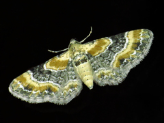 Eupithecia linariata