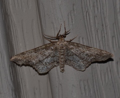 Hypagyrtis piniata