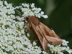 Hydraecia micacea