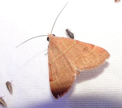 Hemeroplanis rectalis