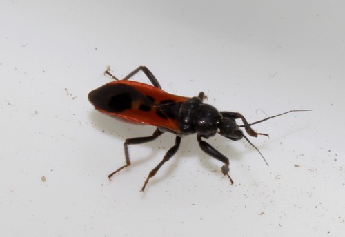 Peirates hybridus