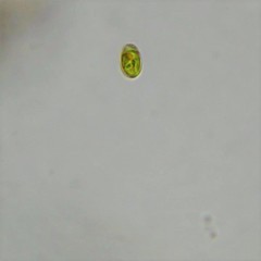 Cryptoglena