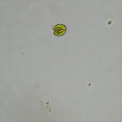 Cryptoglena